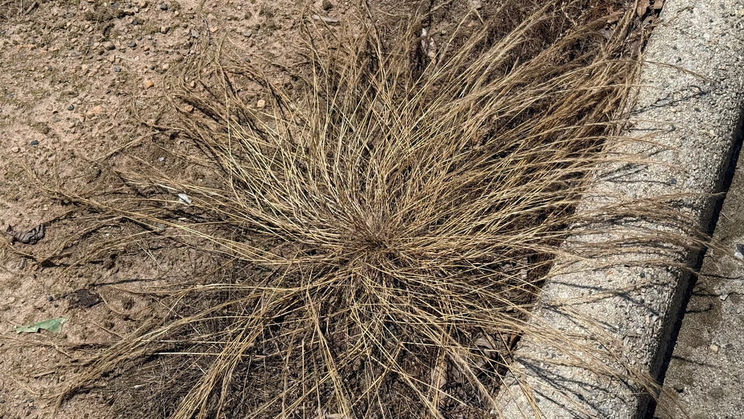 ZipZap™ – GCI Turf Academy