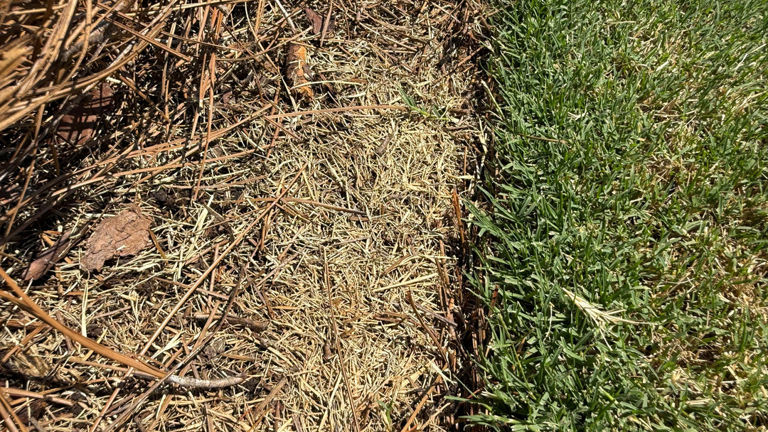 ZipZap™ – GCI Turf Academy