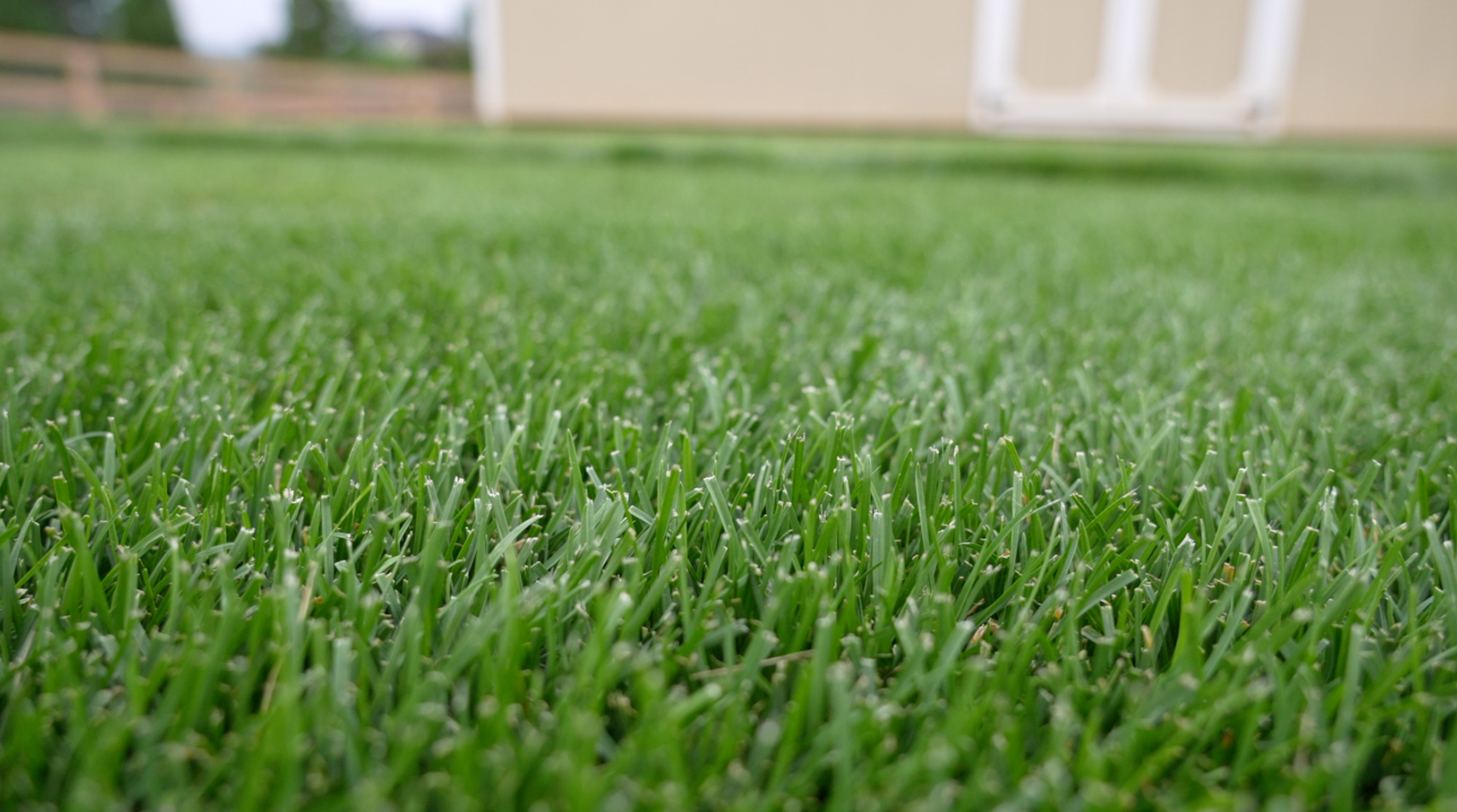 Blue Turfgrass GCI Turf Blue Heat Grass Seed – GCI Turf Academy
