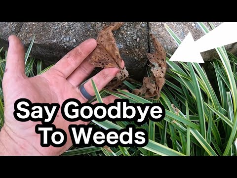 diy herbicide applicator Foam Herbicide Applicator